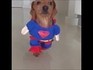 It's a bird... It's a plane... No it's Token the SUPERSAUSAGE!
(Instagram: token_thesausage) FOLLOW HIM!