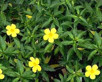 Damiana - neue Therapiemöglichkeit bei vermindertem sexuellem Verlangen