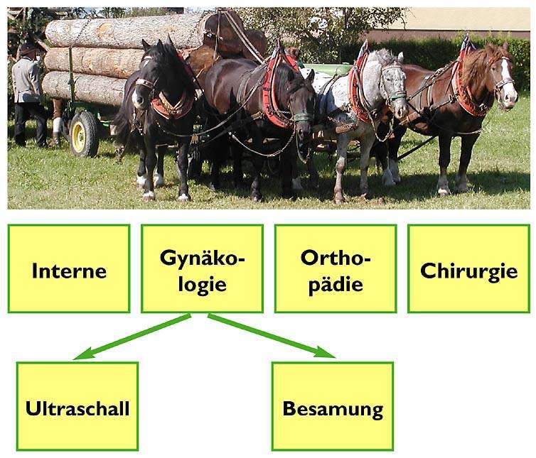 Pferde (Tierärzteteam Lanzenkirchen)