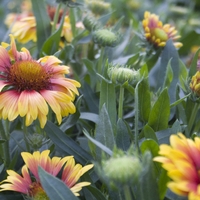 blumen