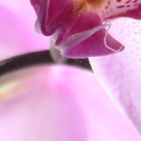 orchidee