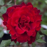 Gartengestaltung Zenz Foto6