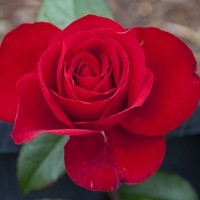 Gartengestaltung Zenz Foto7