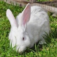Hase