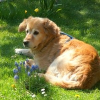 Hund