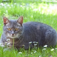 Katze