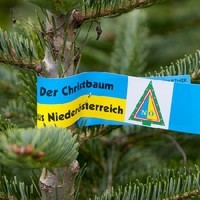 CHRISTBAUMHOF MANZL Familie Holzner - HOFLADEN