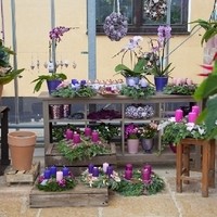 Cigler Gärtnerei Foto5