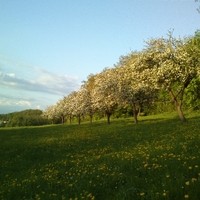 Obstgarten