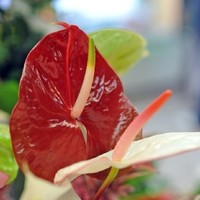 Langers Blumenecke Foto6