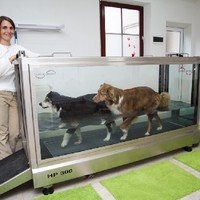 Erstes Hundelaufband von Hydro Physio in Österreich