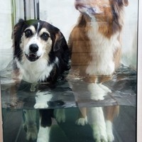 Unterwasserlaufband für Hunde 