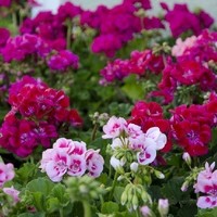 Gartengestaltung Blumen Ingrid Kornek 2