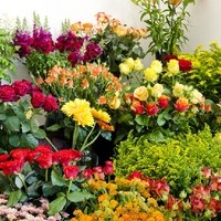 Gartengestaltung Blumen Ingrid Kornek 6