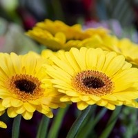 Gartengestaltung Blumen Ingrid Kornek 7