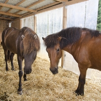 Stonehouse Ranch Offenstall
