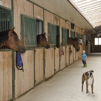 Stonehouse Ranch Stallgasse