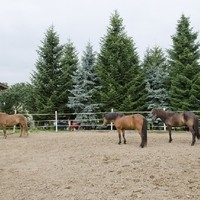 Stonehouse Ranch befestigter Auslauf 