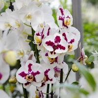 Gartenbau Leitner 5
