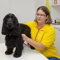 Dipl. Tierarzt Mag. Claudia Halmer Untersuchung