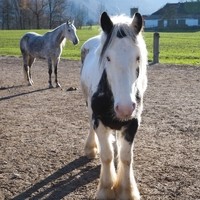Georg Aigner Happy Horse Ranch22