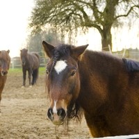 Alois Schwalsberger Reitanlage 4