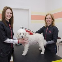 Hundestudio Angelika 7