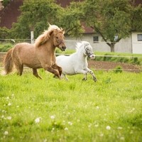 Stonehouse Ranch Weide