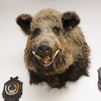 Schnetz Jagd & Sport Management GmbH & Co KG 5