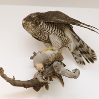 Schnetz Jagd & Sport Management GmbH & Co KG 7