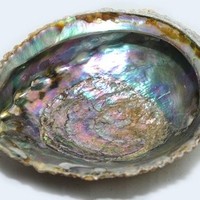 Abalone Haliotis: Wunderschöne Abalone Muschel (eigentlich eine Schnecke), große Stücke, ca. 15 -16 cm, von Hand poliert.
Als Räuchergefäß oder als Ladestation mit Bergkristall gefüllt verwendbar.
O