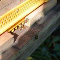 beim Pollensammeln an einem warme Oktobertag