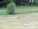 ...gestern Abend vor dem schweren Gewitter stolzierte dieser Storch bei uns über die Wiese....