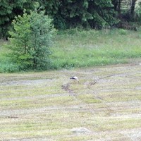 ...gestern Abend vor dem schweren Gewitter stolzierte dieser Storch bei uns über die Wiese....