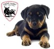Unser neues Hundefutter.
Rindssehnen, Rindsknorpel, Kaustangerl, Hunde - Chips, Schweinshaxerl, Schweinsschweif, Kalbsknochen.