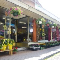 gaertnerei pechhacker Berndorf 17