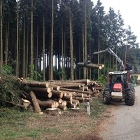 Käferbefall 2015