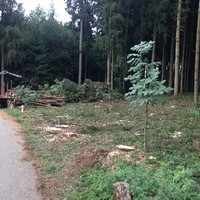 Käferbefall 2015
