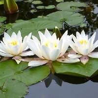 water lilies 266545 640