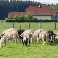 Mattigtaler Lamm e.U. Alexander Schwab2