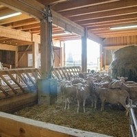 Mattigtaler Lamm e.U. Alexander Schwab6