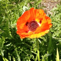 Timeline Photos