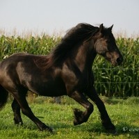 Fell Pony Arthur II16