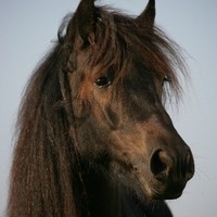 Fell Pony Arthur II42