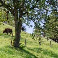 Andreas Eckhart Biohof Galloway Rindfleisch4