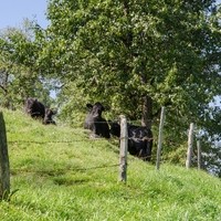 Andreas Eckhart Biohof Galloway Rindfleisch6