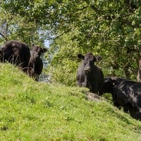 Andreas Eckhart Biohof Galloway Rindfleisch7
