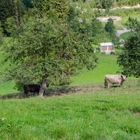 Andreas Eckhart Biohof Galloway Rindfleisch8