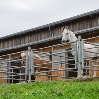 Erika Landl   Reiterhof Landl2