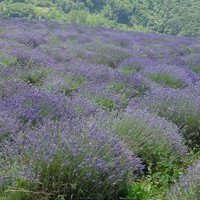 Lavendel Piemonte